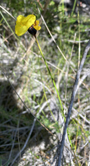 Xyris bracteata