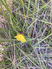 Xyris bracteata