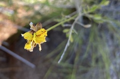 Xyris bracteata