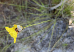 Xyris bracteata