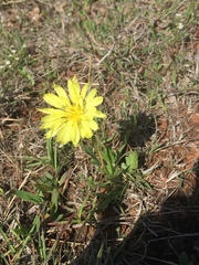 Pyrrhopappus grandiflorus