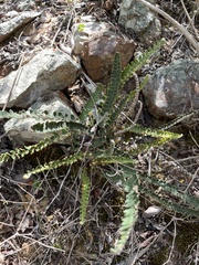 Notholaena trichomanoides