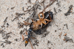 Myrmecia mandibularis