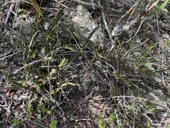 Notholaena trichomanoides