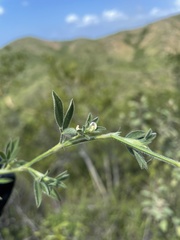 Stylosanthes viscosa