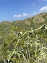 Stylosanthes viscosa