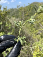 Stylosanthes viscosa