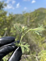 Stylosanthes viscosa