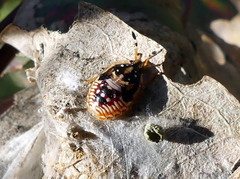 Anischys luteovarius