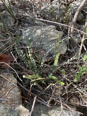 Notholaena trichomanoides
