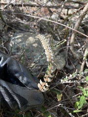 Notholaena trichomanoides