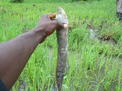 Protopterus annectens