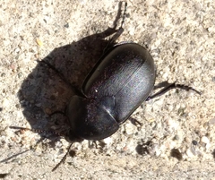 Ablattaria laevigata