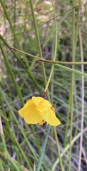 Xyris bracteata