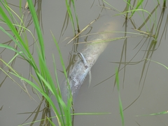 Protopterus annectens