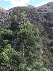 Widdringtonia nodiflora