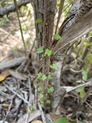 Ipomoea steudelii