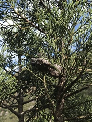 Widdringtonia nodiflora