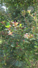 Syzygium carolinense