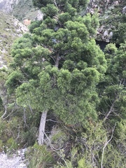 Widdringtonia nodiflora