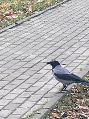 Corvus cornix