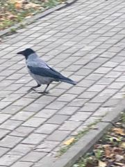 Corvus cornix