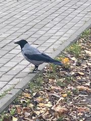 Corvus cornix