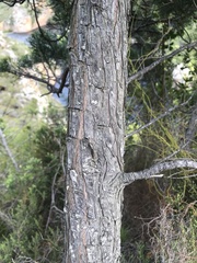 Widdringtonia nodiflora