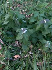Lamium album