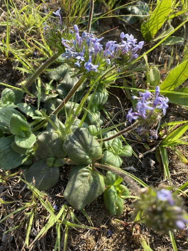 Pentanisia prunelloides image