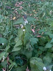 Lamium album