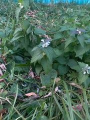 Lamium album