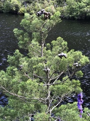 Widdringtonia nodiflora