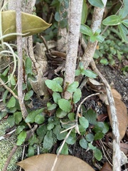 Microgramma heterophylla