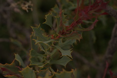 Hakea auriculata