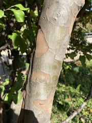 Pseudocydonia sinensis