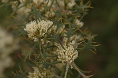 Hakea auriculata