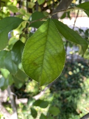 Pseudocydonia sinensis