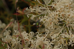 Hakea auriculata