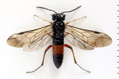 Taxonus agrorum