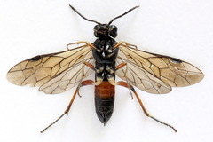 Taxonus agrorum