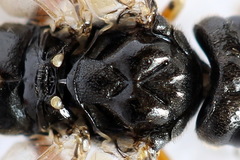 Taxonus agrorum