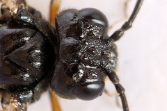 Taxonus agrorum