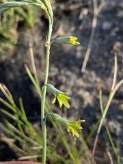 Dipcadi marlothii