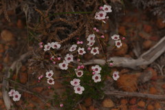 Baeckea grandiflora