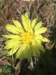 Pyrrhopappus grandiflorus