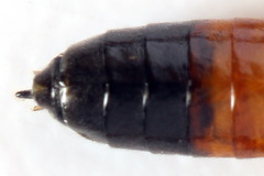 Taxonus agrorum