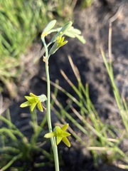 Dipcadi marlothii