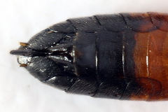 Taxonus agrorum