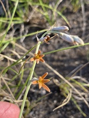 Dipcadi marlothii